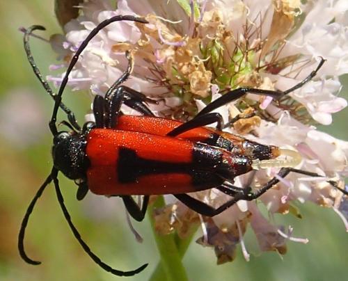 Réf. 296 801 : Stictoleptura cordigera